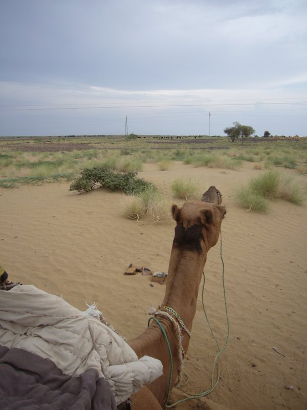 Travel - India - Rajasthan - Desert Camel Trip - Meet The Camels